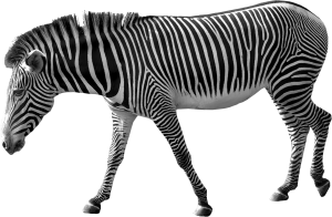 Zebra PNG image-8966